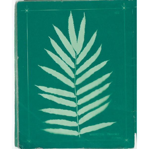 Dobbie and Daughter Historic Fern Notebook Plain Green