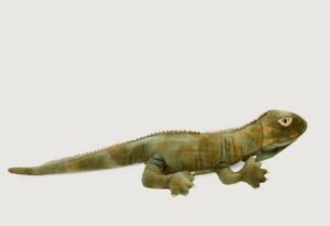 Trevor the Tuatara Soft Toy