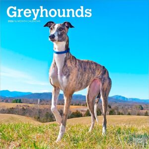 Greyhounds 2026 Square