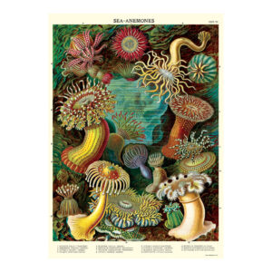 Sea Anemones Vintage Poster Wrap