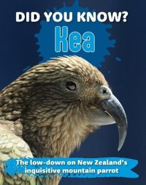 Did You Know? Kea: The low-down on New Zealand's inquisitive mountain parrot